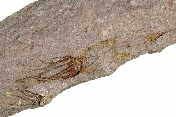 Fossil Eocrinoid (Ascocystites) - El Kaid Rami, Morocco #188608